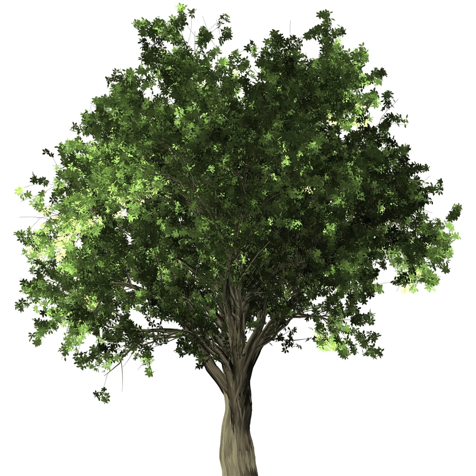 Drzewo liściaste